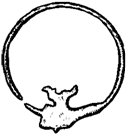 Височное кольцо первой половины XVIII века